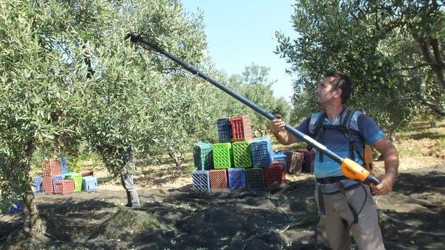 Edremit Körfezi'nde zeytin hasadı başladı