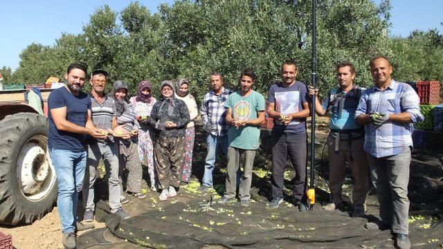 Edremit Körfezi'nde zeytin hasadı başladı