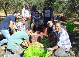 Edremit Körfezi'nde zeytin hasadı başladı