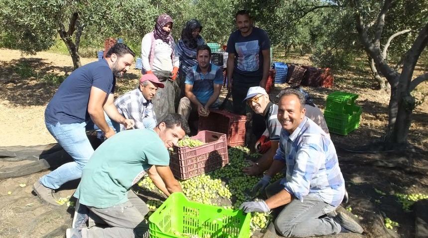 Edremit Körfezi'nde zeytin hasadı başladı