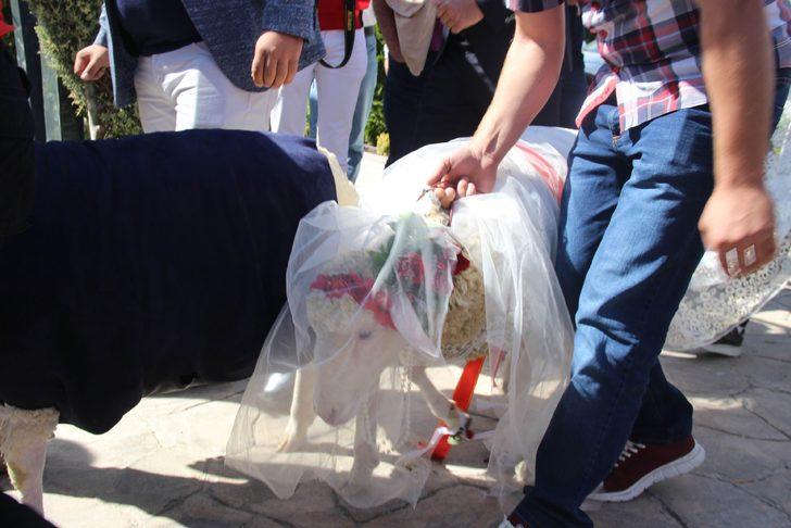 Konya'da koyun ile koç evlendi! Nikah şahidi Pascal Nouma oldu G3