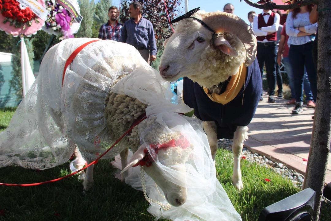 Konya'da koyun ile ko&ccedil; evlendi! Nikah şahidi Pascal Nouma oldu