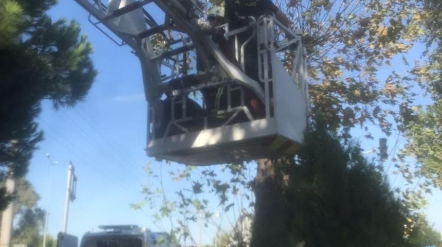 Kozalak toplarken akıma kapılan gen&ccedil; &ouml;ld&uuml;