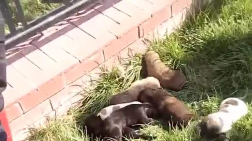 Boğulmak üzere olan 7 yavru köpek kurtarıldı