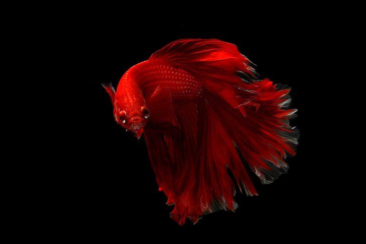 Akvaryumun en göz alıcıları betta balıkları G1