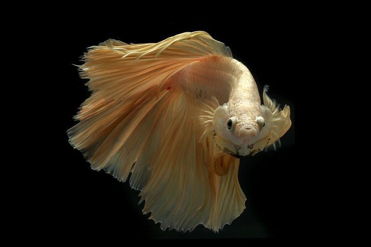 Akvaryumun en göz alıcıları betta balıkları G2