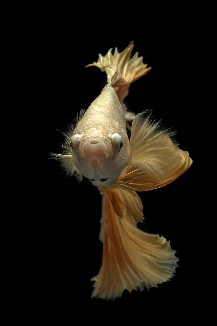 Akvaryumun en göz alıcıları betta balıkları G4