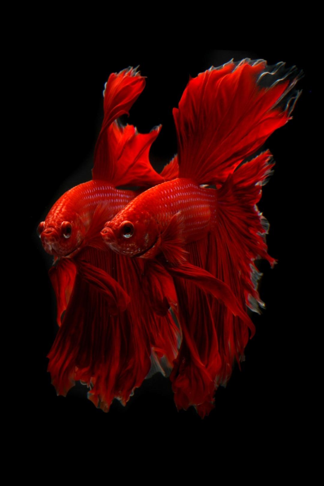 Akvaryumun en g&ouml;z alıcıları betta balıkları