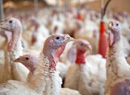 7 yılda hindi üretimi iki katına çıkacak