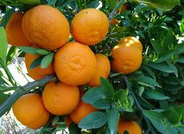 Vitamin deposu mandalinada rekolte düşük