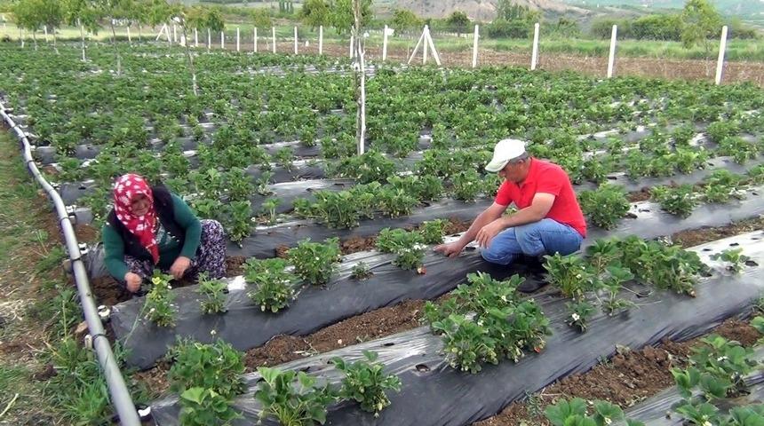 &Ccedil;ilek &uuml;retimiyle marka haline geldiler