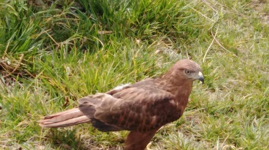 Kızıl Şahin &ouml;zg&uuml;rl&uuml;ğe hazırlanıyor