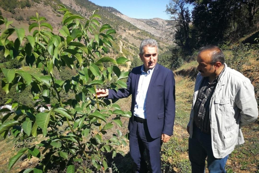 G&uuml;m&uuml;şhane Ceviz Vadisi olma yolunda hızla ilerliyor