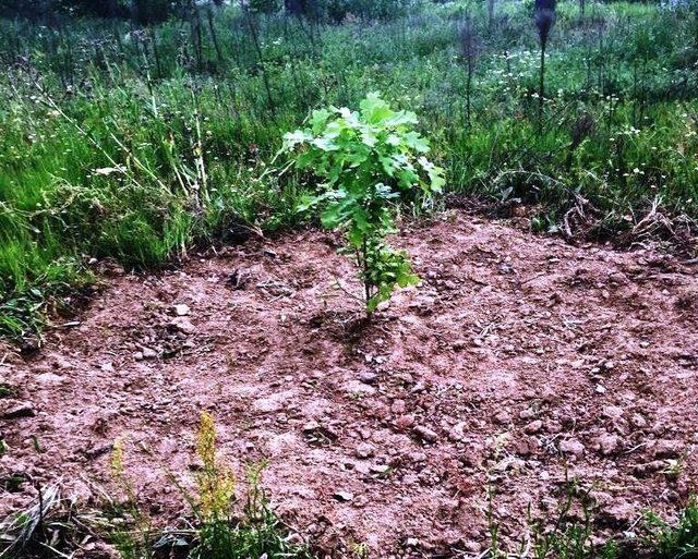 Trüf Mantarı Uygulama Sahası’nda kültür bakımı