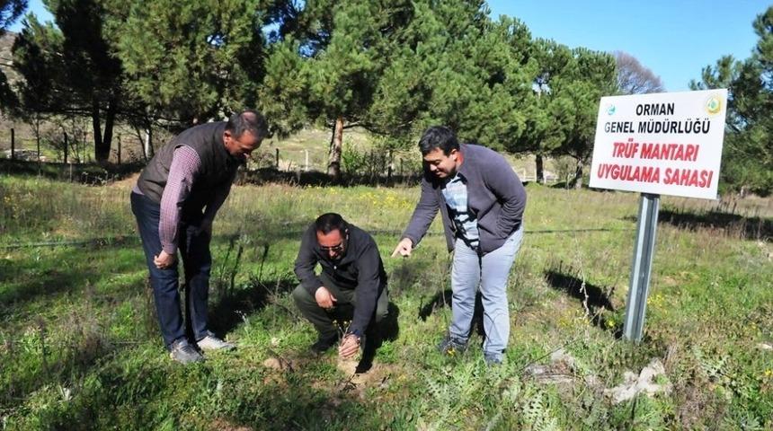 Tr&uuml;f Mantarı Uygulama Sahası&rsquo;nda k&uuml;lt&uuml;r bakımı