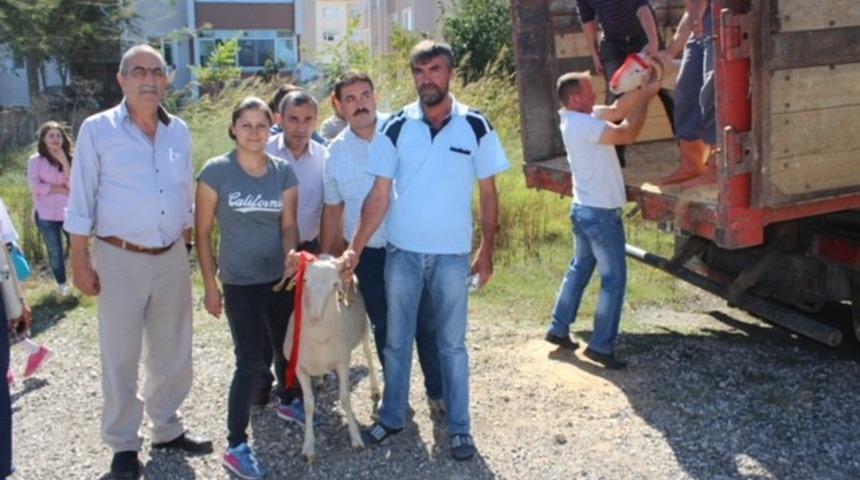 Kırklareli’de 47 adet kıvırcık ırkı damızlık koç dağıtıldı