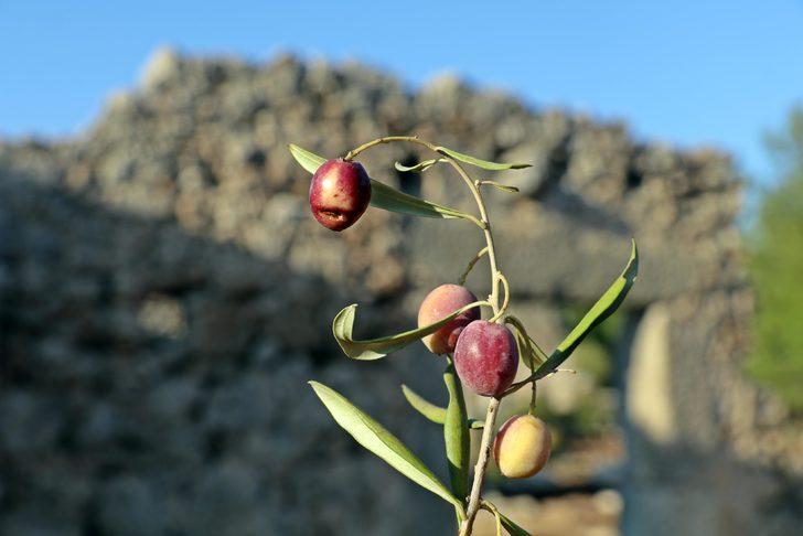  2 bin 200 yıllık antik 'zeytin kenti' gün yüzüne çıkarıldı G2