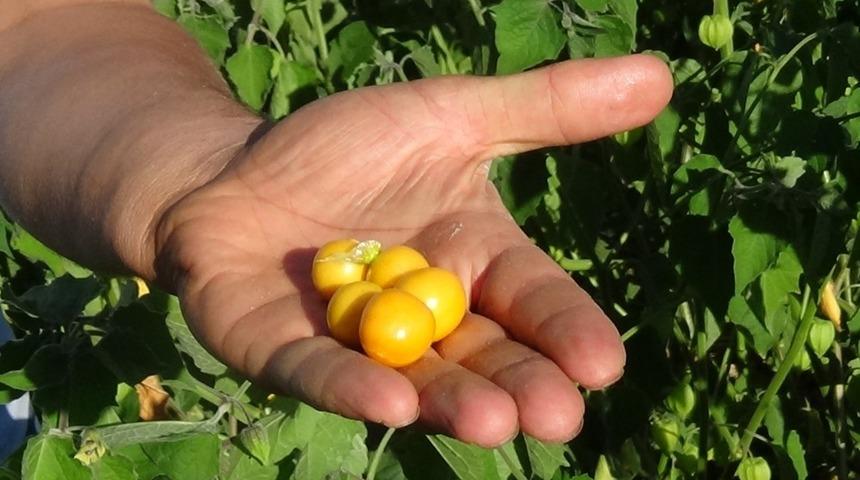 Emet&rsquo;te &uuml;reticinin yeni umudu &rsquo;altın &ccedil;ilek&rsquo;