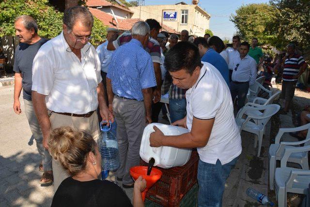 Ortacalı üreticiye Akdeniz Meyve Sineği ile mücadele desteği