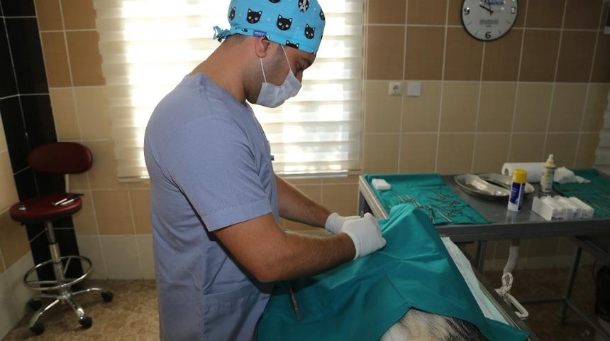 Niğde&rsquo;de Hayvan Barınağı&rsquo;nda Hijyenik Bakım