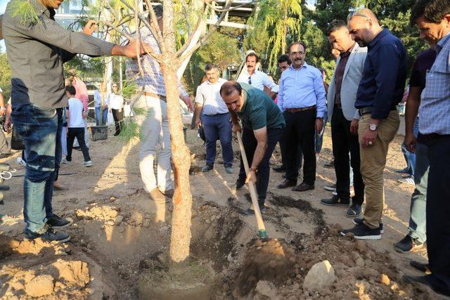 Mega projede 57 bin ağaç toprakla buluşacak