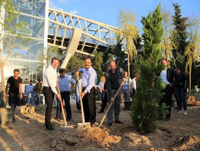 Mega projede 57 bin ağaç toprakla buluşacak