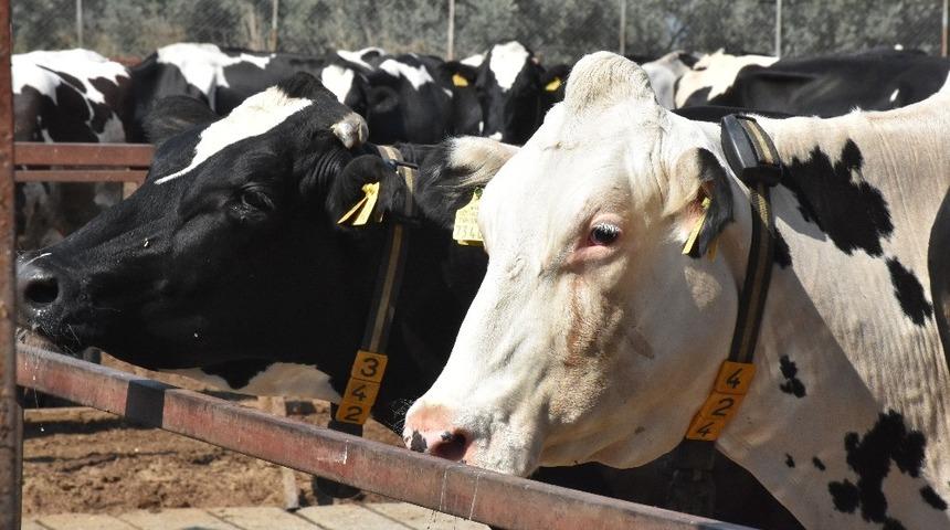 Muğla&rsquo;da şap aşılama kampanyası başladı