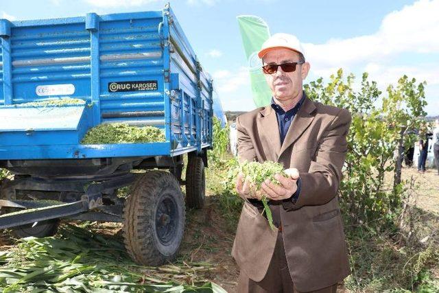 Samsun’da mısır ve patates hasadı tarla günü