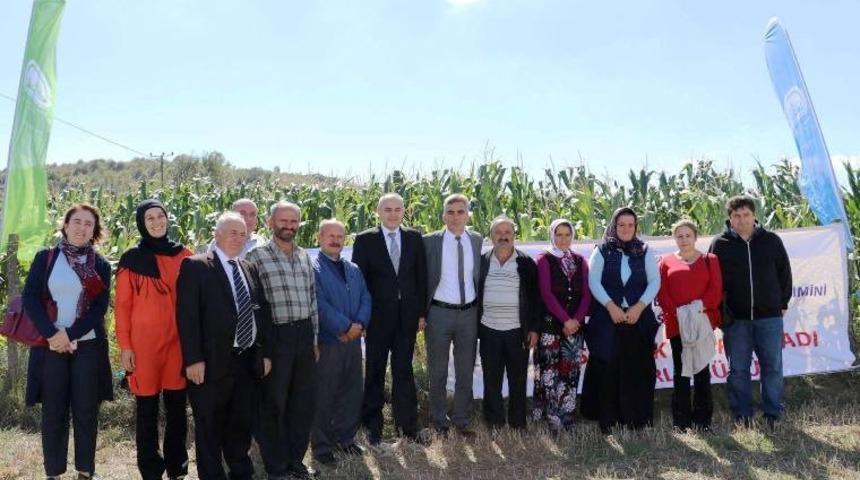 Samsun&rsquo;da mısır ve patates hasadı tarla g&uuml;n&uuml;