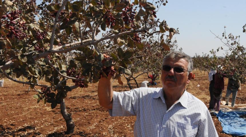 Yıllık 20 bin liraya razıydılar! Şimdi paraya para demiyor