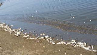 Asi Nehri’nde binlerce ölü balık sahile vurdu