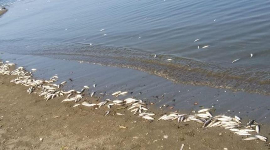 Asi Nehri’nde binlerce ölü balık sahile vurdu