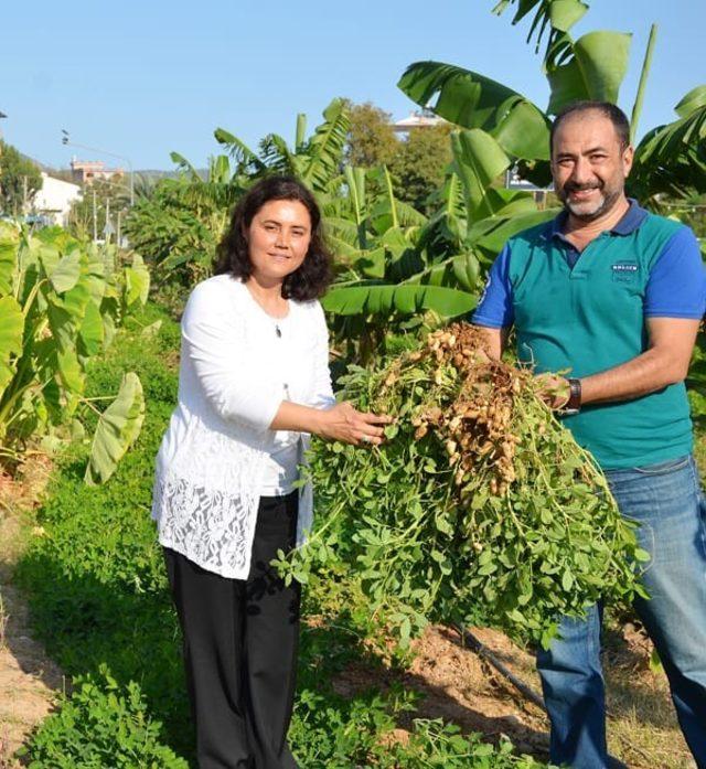 Bozyazı’da yol kenarlarına ekilen yer fıstıkları hasat edildi