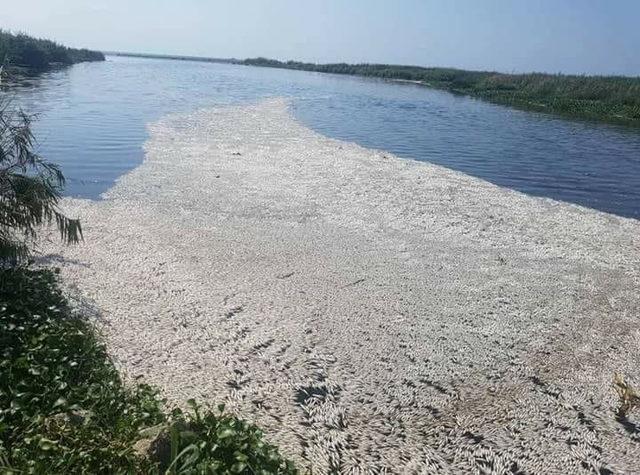 Asi Nehri'nde on binlerce balık telef oldu