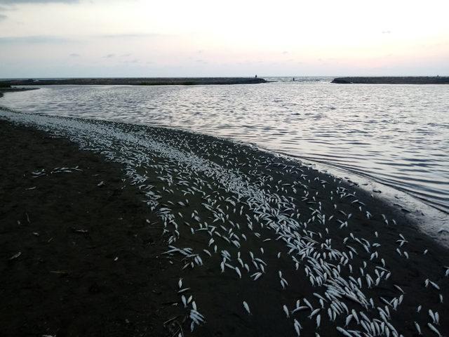 Asi Nehri'nde on binlerce balık telef oldu