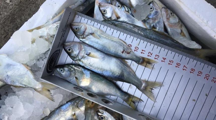 Ordu&rsquo;da k&uuml;&ccedil;&uuml;k boy balıklara sıkı denetim