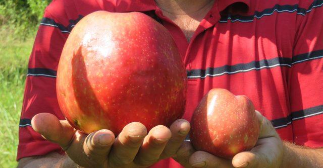 Bayramiç'te yetişen 1 kilo 105 gramlık elma şaşırttı