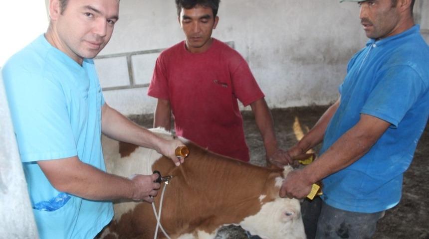 Iğdır&rsquo;da şap aşılama kampanyası