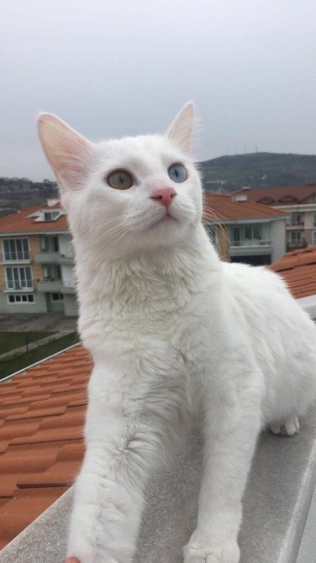 Minik Zeynep, kaybolan kedisini her yerde arıyor