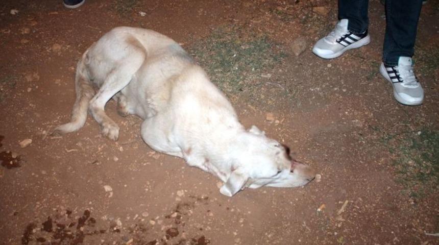 Mardin'de sokak köpeğinin gözünü oydular