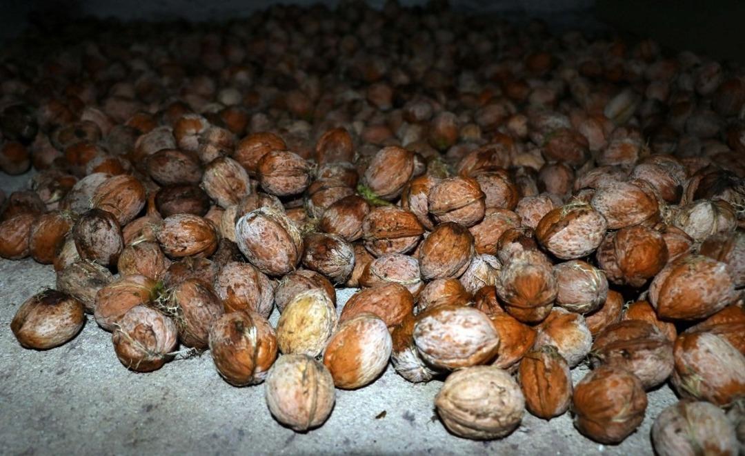 Yozgat&rsquo;ta ceviz hasadı başladı