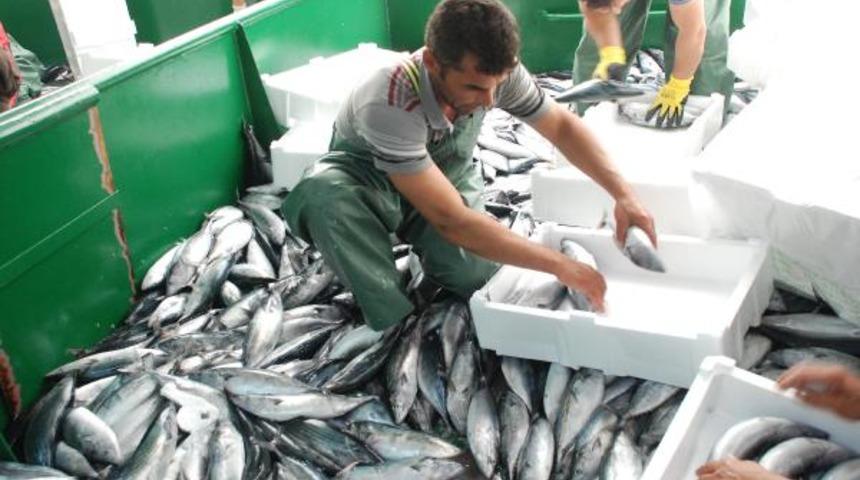 Yer: Akçakoca... Denizden tam 30 ton palamutla döndü!