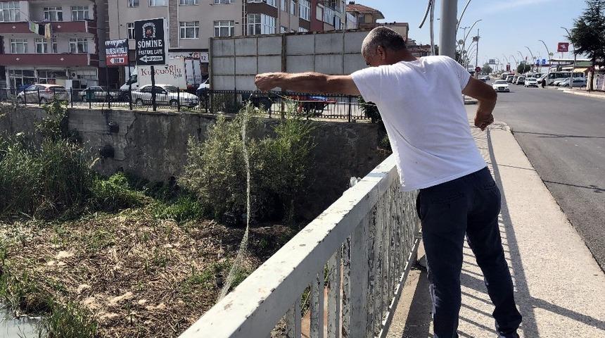 Alaplı&rsquo;da "İsrail sazanı" avı başladı