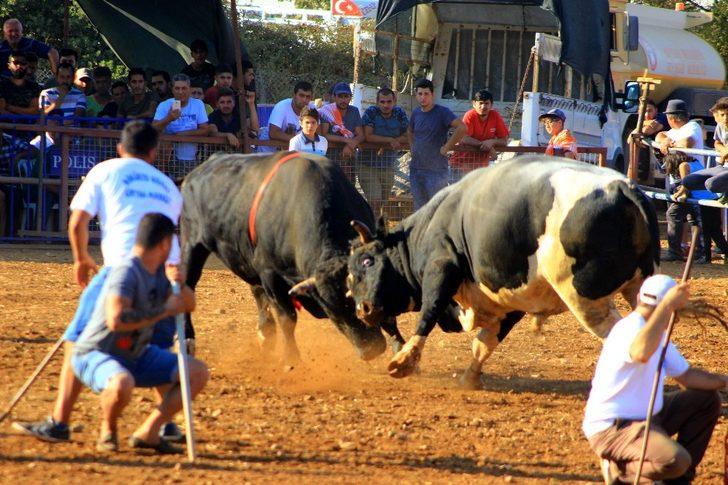 Boğalar cami için arenaya çıktı G1