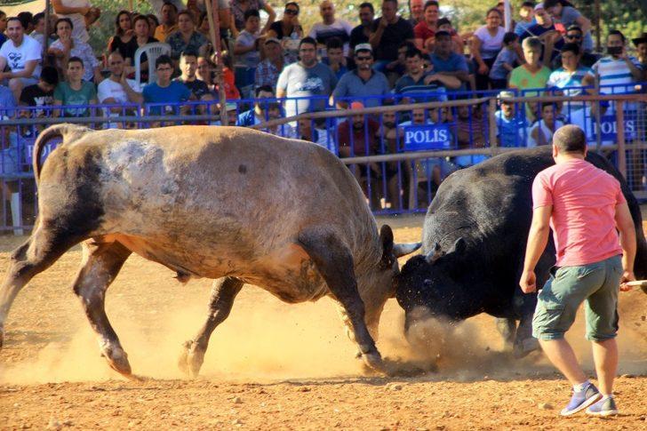 Boğalar cami için arenaya çıktı G2