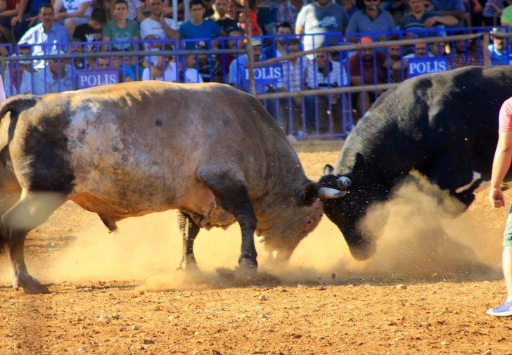 Boğalar cami için arenaya çıktı G3