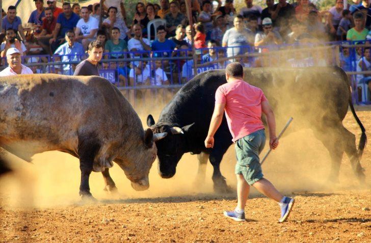 Boğalar cami için arenaya çıktı G4