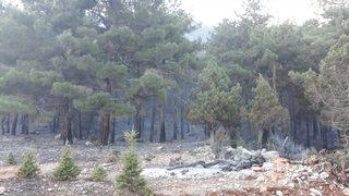 GÜNCELLEME - Adana'da orman yangını