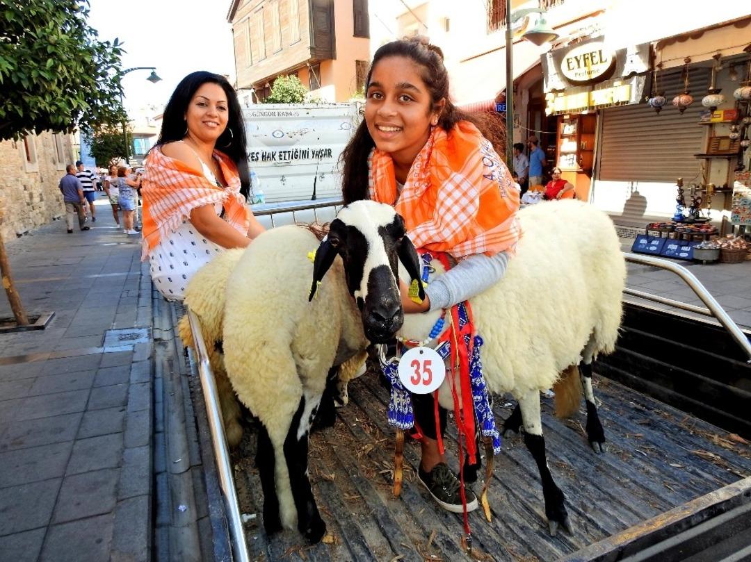 &Ccedil;eşme&rsquo;nin &uuml;nl&uuml; sakız koyunları yarıştı