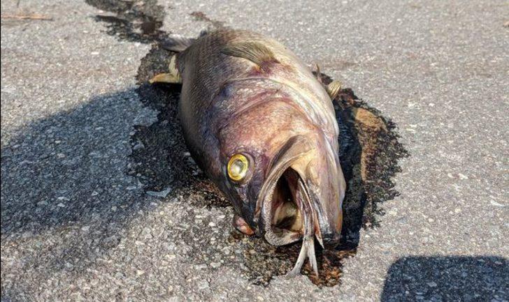 Florence Kasırgası sonrası şoke eden görüntüler! G2